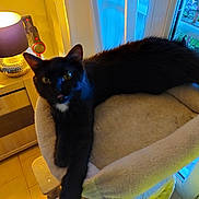 Vivaldi a rejoint le concours — aidez-le/la à gagner de superbes lots ! animal, black_cat, cat, cat_bed, cozy, domestic, eye_reflection, furniture, home, indoor, lamp, night, pet, relaxed, soft_fabric, stretching, tail, window, wooden_cabinet, yellow_light