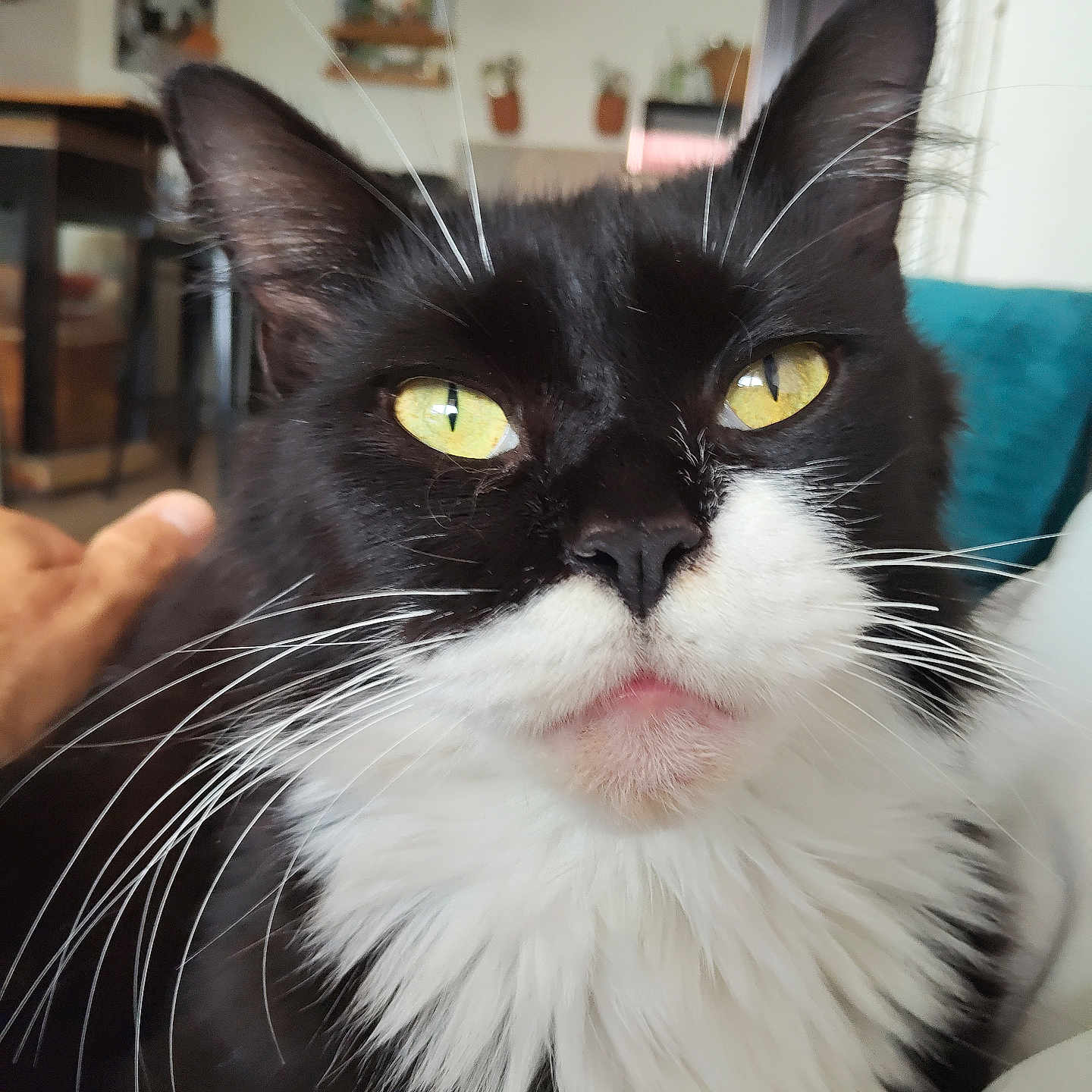 Louna participe au concours pour gagner de l'argent avec cette photo : cat, tuxedo_cat, black_and_white, portrait, close_up, yellow_eyes, green_eyes, whiskers, long_hair, fluffy_fur, pet, indoor, home, living_room, human_hand, animal_face, staring, dramatic_expression, feline, photography