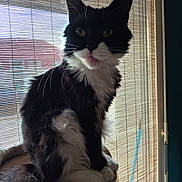Louna participe au concours pour gagner de l'argent avec cette photo : cat, black_and_white, longhair, tuxedo_cat, pet, animal, sitting, portrait, whiskers, ears, green_eyes, fluffy, fur, white_chest, white_paws, indoors, window, blinds, backlit, scratching_post