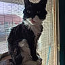 cat, black_and_white, longhair, tuxedo_cat, pet, animal, sitting, portrait, whiskers, ears, green_eyes, fluffy, fur, white_chest, white_paws, indoors, window, blinds, backlit, scratching_post
