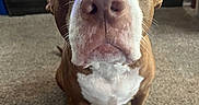 Maryland is registered to the contest to win money with this photo: dog, pet, canine, brown_and_white, short_hair, wide_eyes, nose, muzzle, whiskers, portrait, close_up, indoor, living_room, carpet, furniture, standing, front_facing, white_chest, white_paws, funny_expression