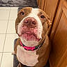 dog, pit_bull, brown_and_white, sitting, bathroom, bath_mat, tile_floor, wooden_cabinets, pink_collar, white_chest, white_paws, short_hair, pet, portrait, indoors, looking_at_camera, centered_subject, funny_expression, canine, home