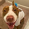 Maryland joined the competition — help win amazing prizes! dog, unicorn_costume, rainbow_mane, horn, smiling, happy, portrait, close_up, pet, canine, brown_and_white, pink_nose, open_mouth, teeth, costume, indoor, carpet, doorway, floor, playful