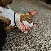 Maryland is registered to the contest to win money with this photo: dog, pit_bull, brown_and_white, lying_down, upside_down, funny, goofy, smiling, open_mouth, floppy_ear, pet, collar, indoor, carpet, living_room, furniture, close_up, portrait, playful, cute