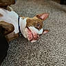 dog, pit_bull, brown_and_white, lying_down, upside_down, funny, goofy, smiling, open_mouth, floppy_ear, pet, collar, indoor, carpet, living_room, furniture, close_up, portrait, playful, cute