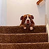 Maryland joined the competition — help win amazing prizes! dog, bulldog, pet, animal, portrait, face, paws, brown_and_white, staircase, stairs, carpet, indoors, home, hallway, looking_at_camera, floppy_ears, wrinkled_face, resting, cute, funny