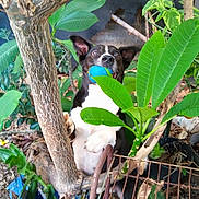 Paco joined the competition — help win amazing prizes! dog, ball, plant, tree, green_leaves, garden, bucket, rust, metal, outdoor, pet, playful, animal, nature, canine, black_and_white, mouth, toy, fence, dirt