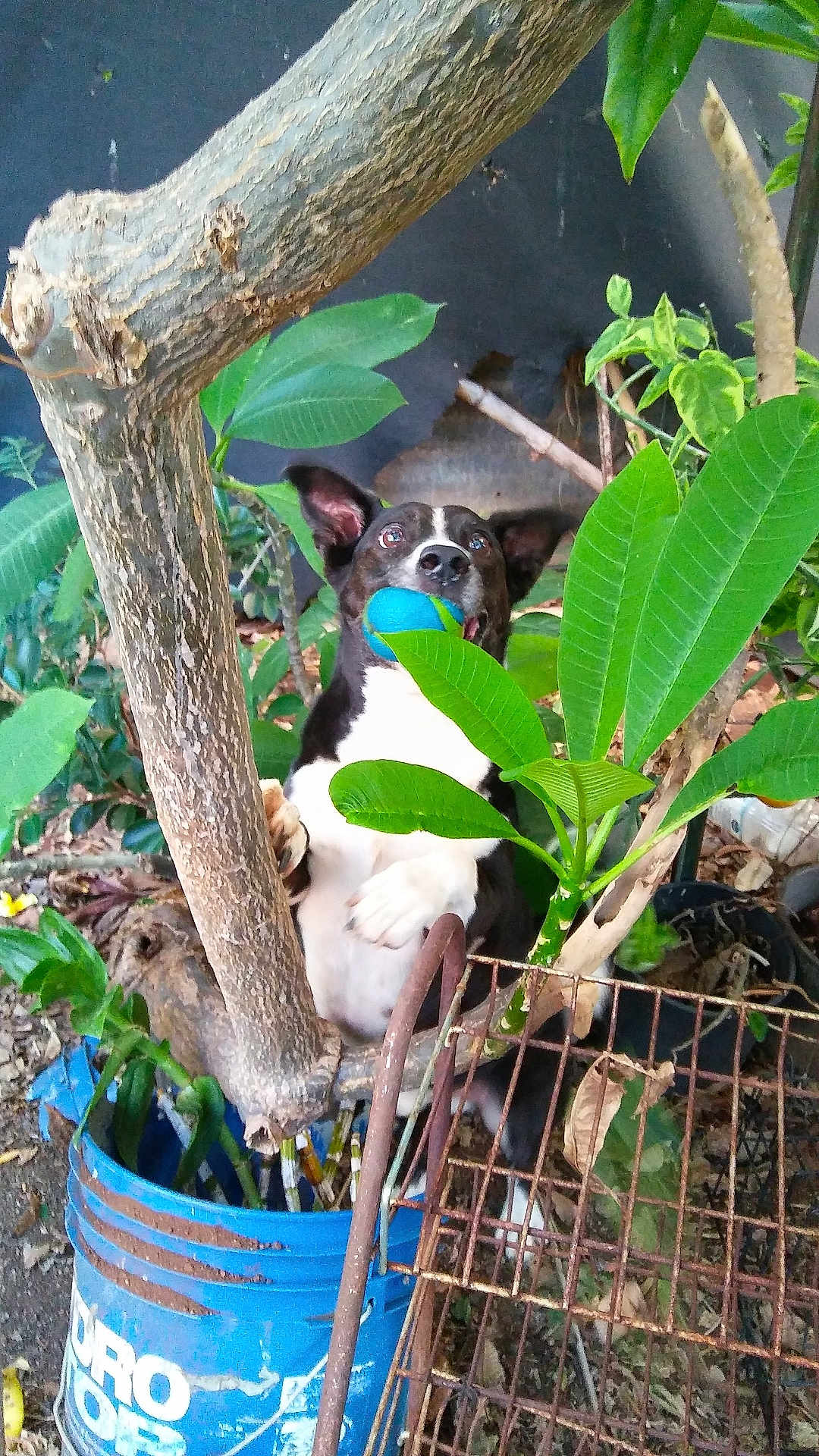 Paco