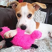 Miha joined the competition — help win amazing prizes! puppy, dog, toy, plush_toy, pink, playing, pet, indoor, blanket, pattern, brown_and_white, ears, cute, young_dog, couch, home, relaxing, animal, fur, paw