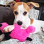 puppy, dog, toy, plush_toy, pink, playing, pet, indoor, blanket, pattern, brown_and_white, ears, cute, young_dog, couch, home, relaxing, animal, fur, paw