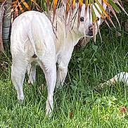 Luna joined the competition — help win amazing prizes! dog, white_dog, grass, greenery, palm_leaves, outdoor, pet, animal, nature, leaf, plant, fur, canine, looking, standing, back_view, daylight, tropical, garden, shady