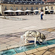 Syska participe au concours pour gagner de l'argent avec cette photo : dog, husky, water_fountain, drinking, urban, square, pavement, historic_building, outdoor_cafe, people, bird, sunlight, leash, sidewalk, architecture, daytime, street, walking, city, canine