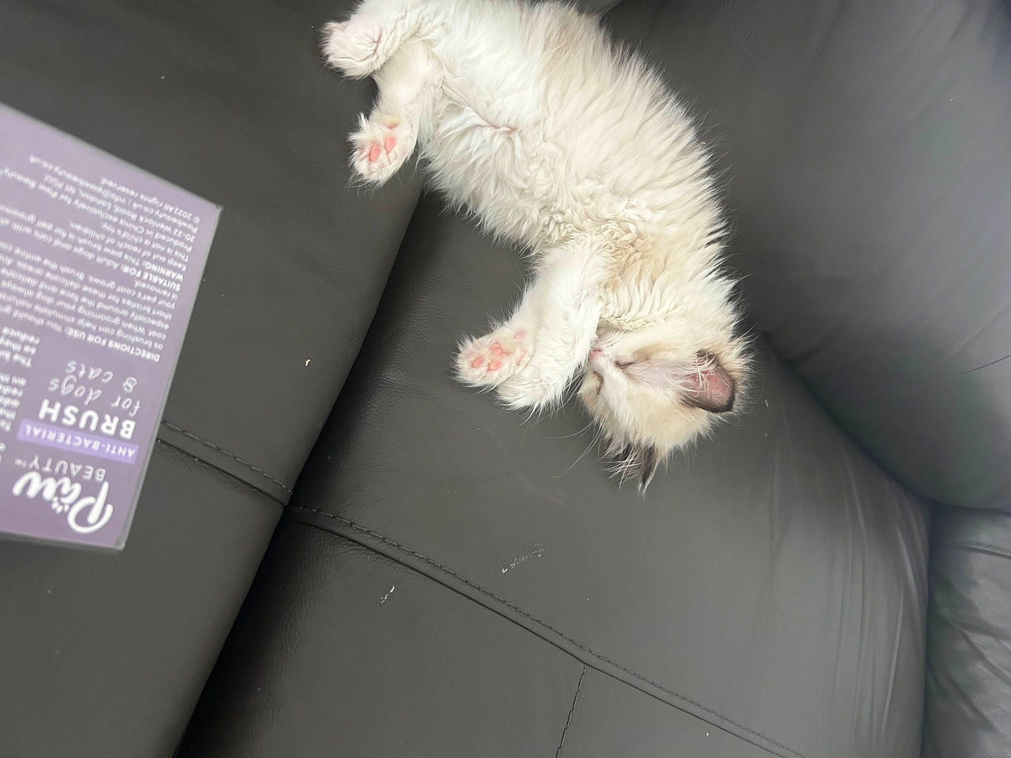 Pikie joined the competition — help win amazing prizes! canidae, carnivore, claw, companion_dog, fawn, felidae, foot, fur, marsupial, mouse, muroidea, paw, rodent, small_to_medium_sized_cats, snout, tail, terrestrial_animal, whiskers