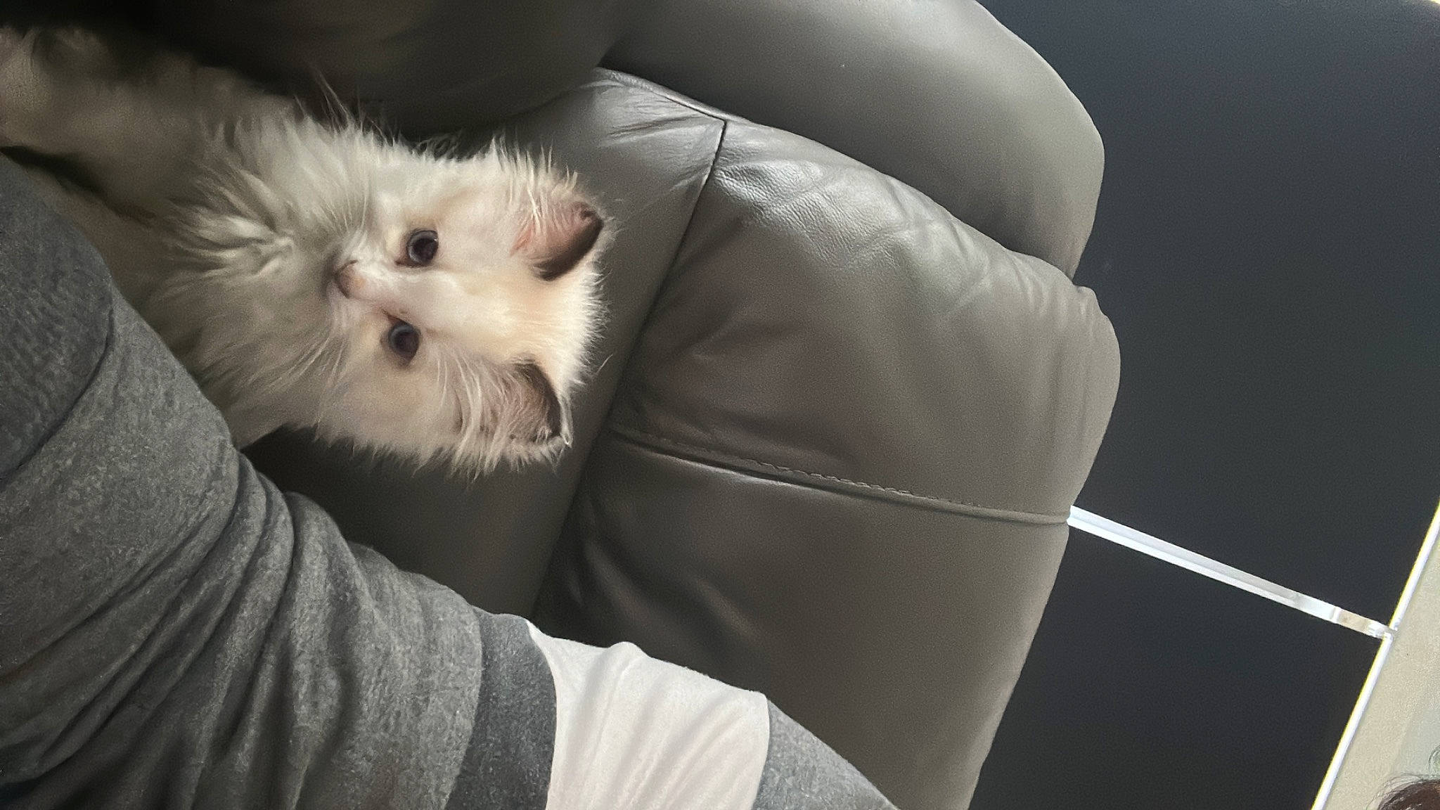 Pikie is registered to the contest to win money with this photo: carnivore, cat, claw, comfort, companion_dog, dog_breed, fawn, felidae, foot, fur, gesture, hand, human_leg, leg, paw, sitting, small_to_medium_sized_cats, snout, toy_dog, whiskers