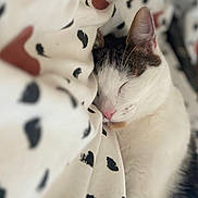 Olaf participe au concours pour gagner de l'argent avec cette photo : abyssinian, animal, blanket, cat, face, head, kitten, manx, person, pet, quilt, siamese, sleeping, white