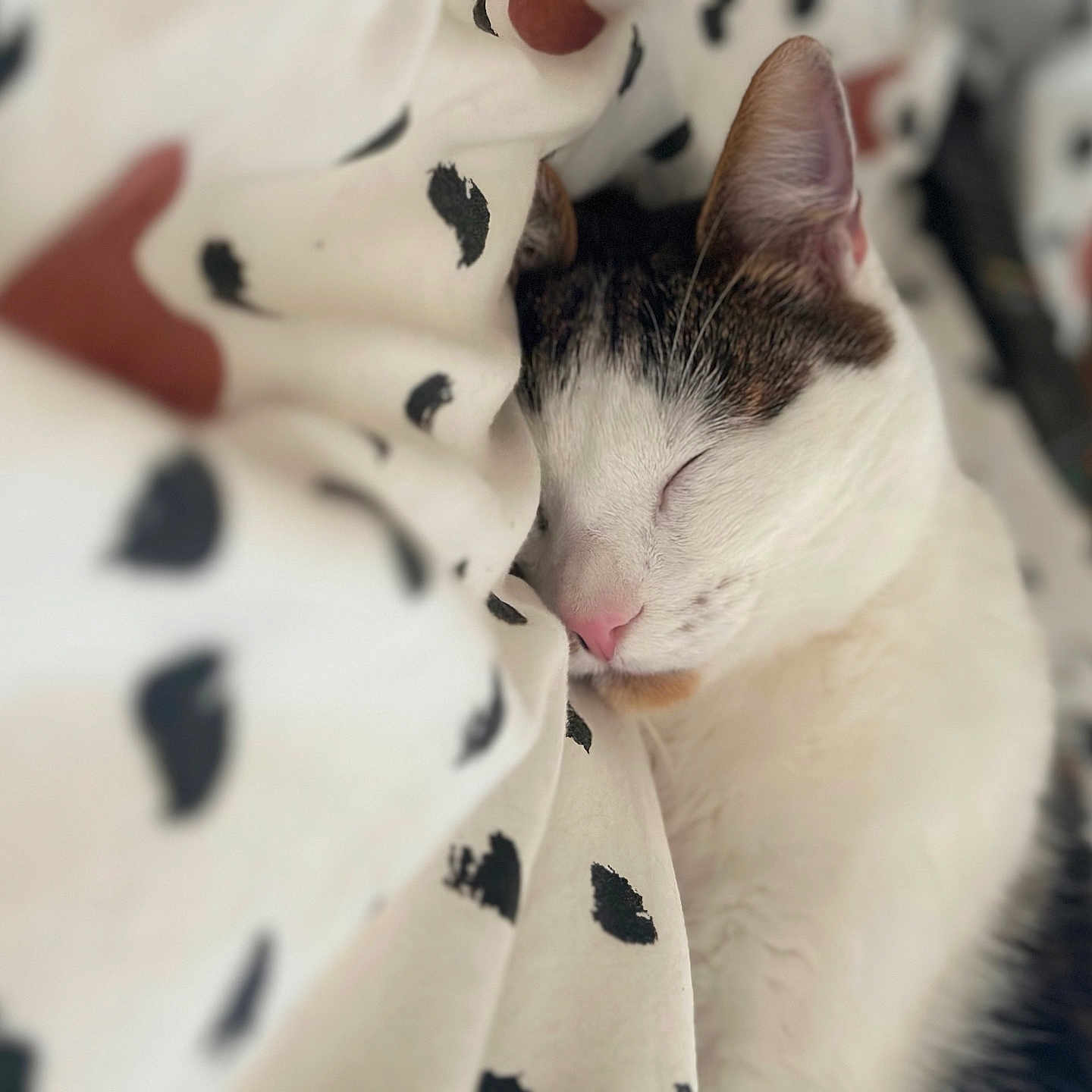 Olaf participe au concours pour gagner de l'argent avec cette photo : abyssinian, animal, blanket, cat, face, head, kitten, manx, person, pet, quilt, siamese, sleeping, white