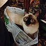 animal, bag, box, carpet, cat, curious, cute, domestic, ears, eyes, feline, floor, fur, home, indoor, looking_up, pet, plastic_bag, siamese_cat, wooden_table_leg