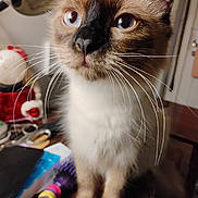 Bear Bear joined the competition — help win amazing prizes! cat, siamese_cat, blue_eyes, whiskers, fur, close_up, indoor, table, hairbrush, scissors, domestic_animal, pet, curious, face, ears, wooden_surface, furniture, household_items, domestic_life, focus