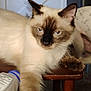 Bear Bear is registered to the contest to win money with this photo: animal, canine, cat, closeup, companion, curious, dog, domestic, feline, fur, household, indoor, mammal, paw, pet, relaxed, siamese_cat, sleepy, white_dog, wooden_table