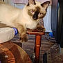 animal, cat, chair, cozy, curious, door, ear, eyes, face, floor, furniture, indoor, living_room, milk_jug, paw, pet, rug, siamese_cat, table, wooden_table
