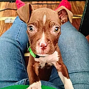 Max joined the competition — help win amazing prizes! puppy, dog, brown_dog, white_markings, green_collar, jeans, legs, floor, red_socks, wooden_floor, pet, animal, cute, close_up, indoor, looking_up, young_dog, climbing, curious, person