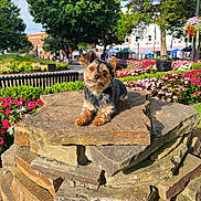 Brodi is registered to the contest to win money with this photo: animal, bench, curious, cute, daylight, dog, flowers, greenery, nature, outdoor, park, pet, plants, portrait, resting, small_dog, stone_pedestal, summer, sunlight, trees