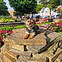 animal, bench, curious, cute, daylight, dog, flowers, greenery, nature, outdoor, park, pet, plants, portrait, resting, small_dog, stone_pedestal, summer, sunlight, trees