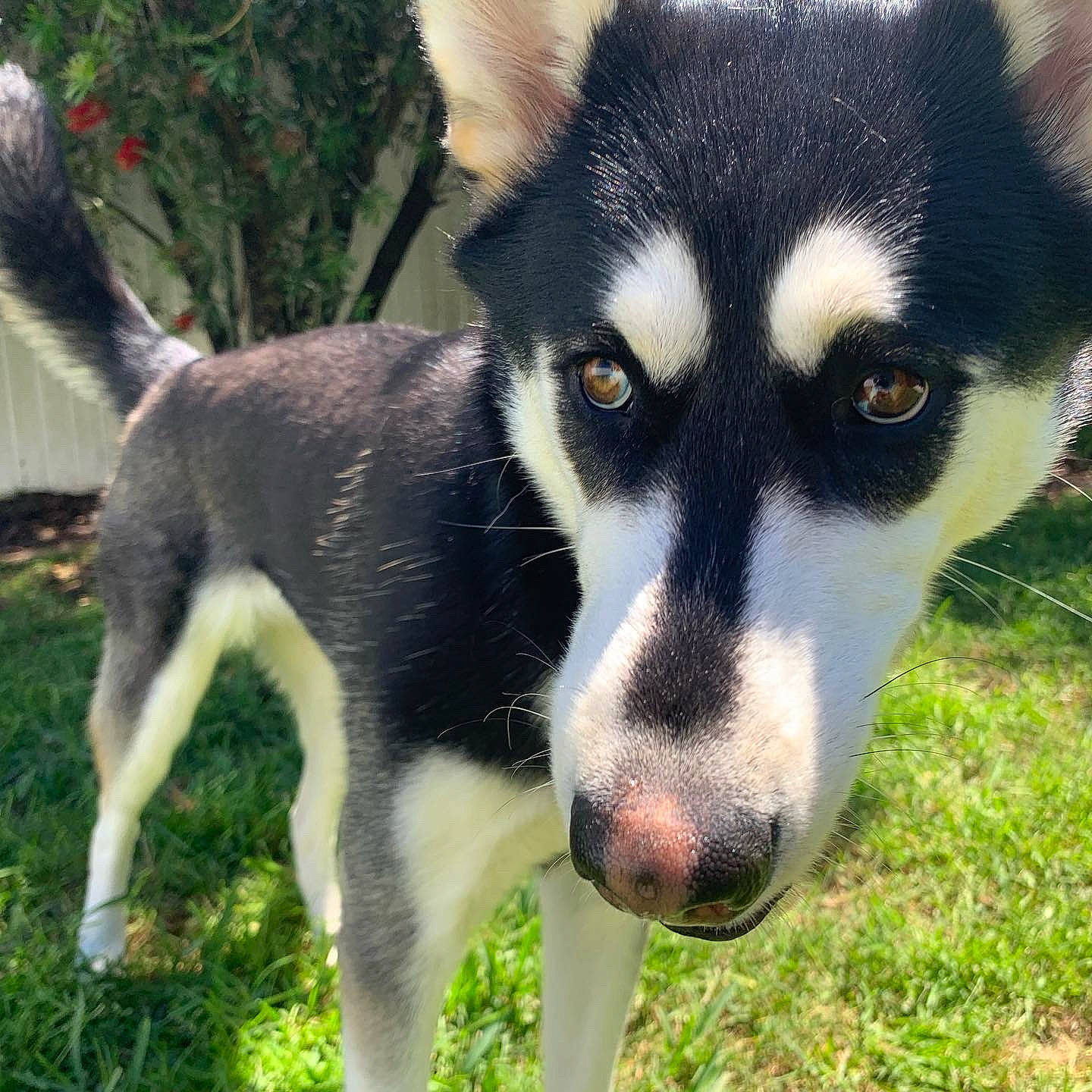 Nala is registered to the contest to win money with this photo: ancient_dog_breeds, art, canidae, carnivore, companion_dog, dog, dog_breed, fur, grass, herding_dog, plant, puppy, sled_dog, snout, sporting_group, terrestrial_animal, whiskers, wildlife, working_animal, working_dog