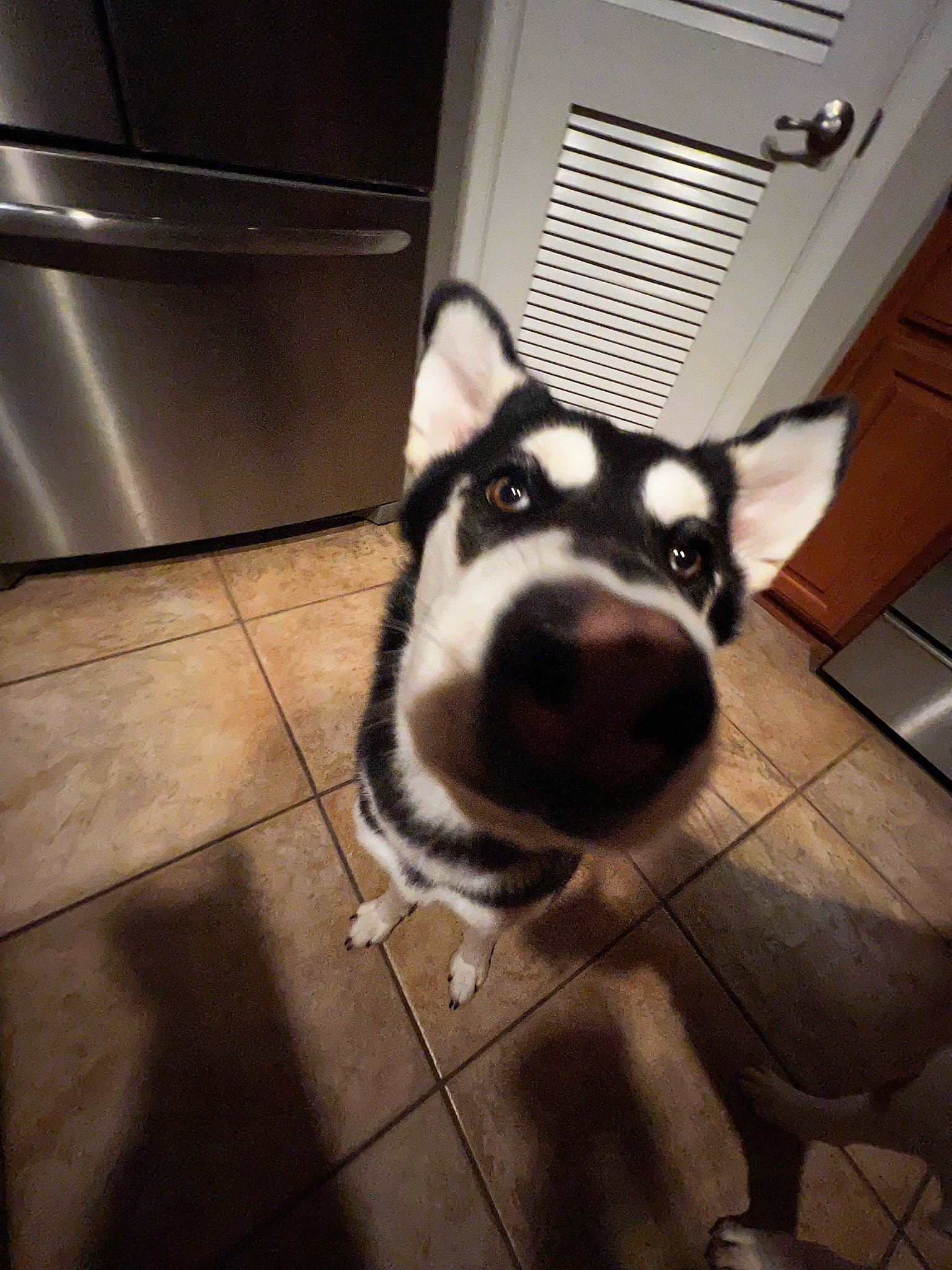 Nala is registered to the contest to win money with this photo: black, canidae, carnivore, companion_dog, dog, dog_breed, felidae, floor, flooring, fur, lighting, mammal, monochrome, paw, small_to_medium_sized_cats, snapshot, snout, whiskers, white, working_animal