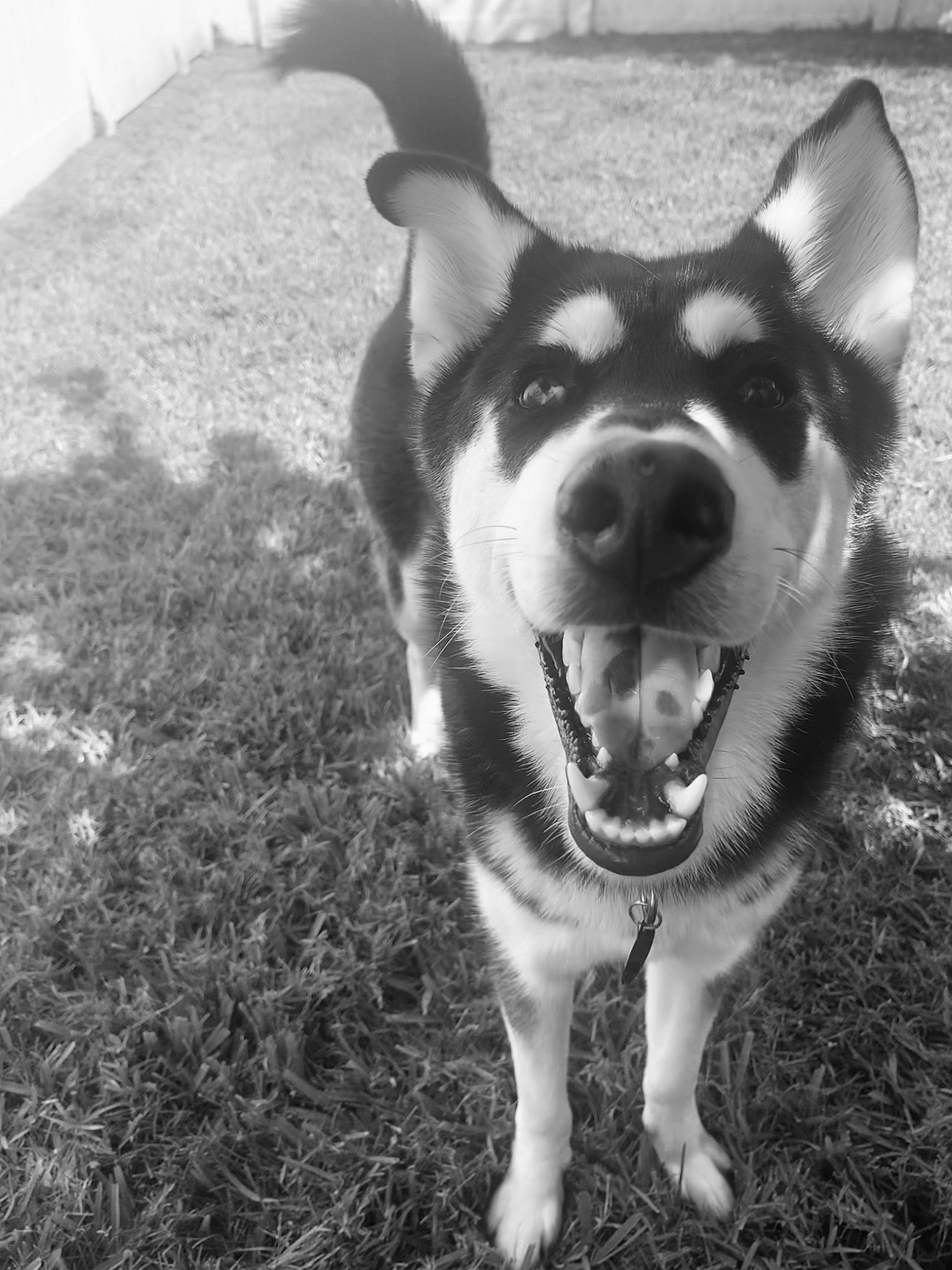 Nala joined the competition — help win amazing prizes! canidae, carnivore, companion_dog, dog, dog_breed, ear, eye, fawn, fur, grass, happy, head, human_body, jaw, plant, snout, sporting_group, terrestrial_animal, whiskers, working_animal