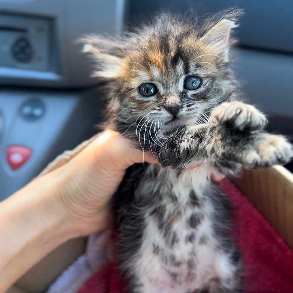 Luna