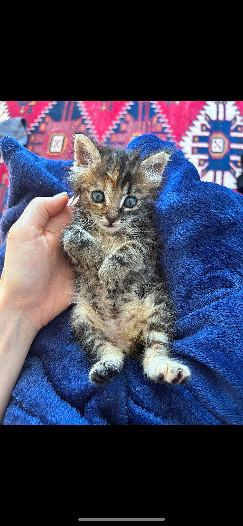 Luna a rejoint le concours — aidez-le/la à gagner de superbes lots ! carnivore, cat, claw, denim, domestic_short_haired_cat, electric_blue, felidae, fur, nail, pattern, paw, sitting, small_to_medium_sized_cats, snout, tail, whiskers, woven_fabric