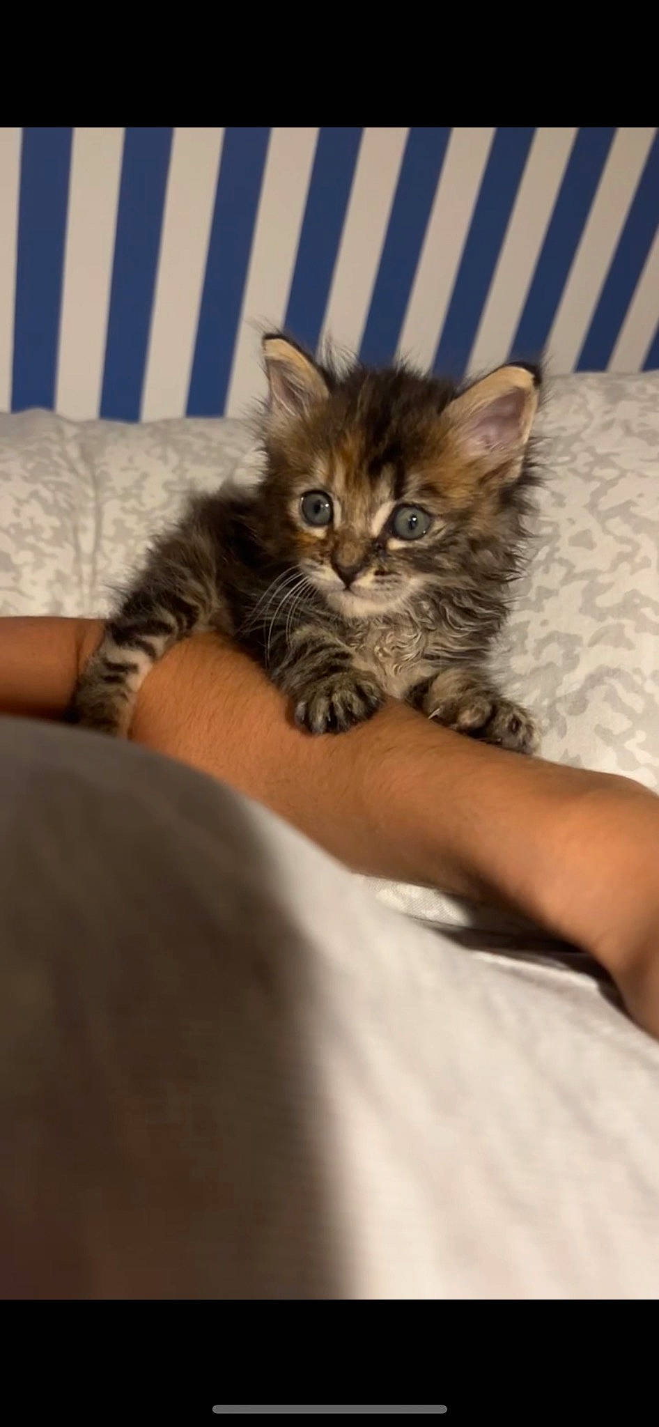 Luna participe au concours pour gagner de l'argent avec cette photo : bed, carnivore, cat, claw, comfort, domestic_short_haired_cat, felidae, fur, human_leg, linens, nail, paw, room, sitting, small_to_medium_sized_cats, whiskers