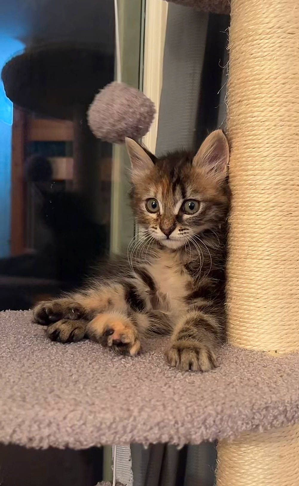 Luna a rejoint le concours — aidez-le/la à gagner de superbes lots ! carnivore, cat, cat_supply, claw, domestic_short_haired_cat, fawn, felidae, flooring, fur, paw, sitting, small_to_medium_sized_cats, snout, tail, terrestrial_animal, whiskers, wildlife, window, wood