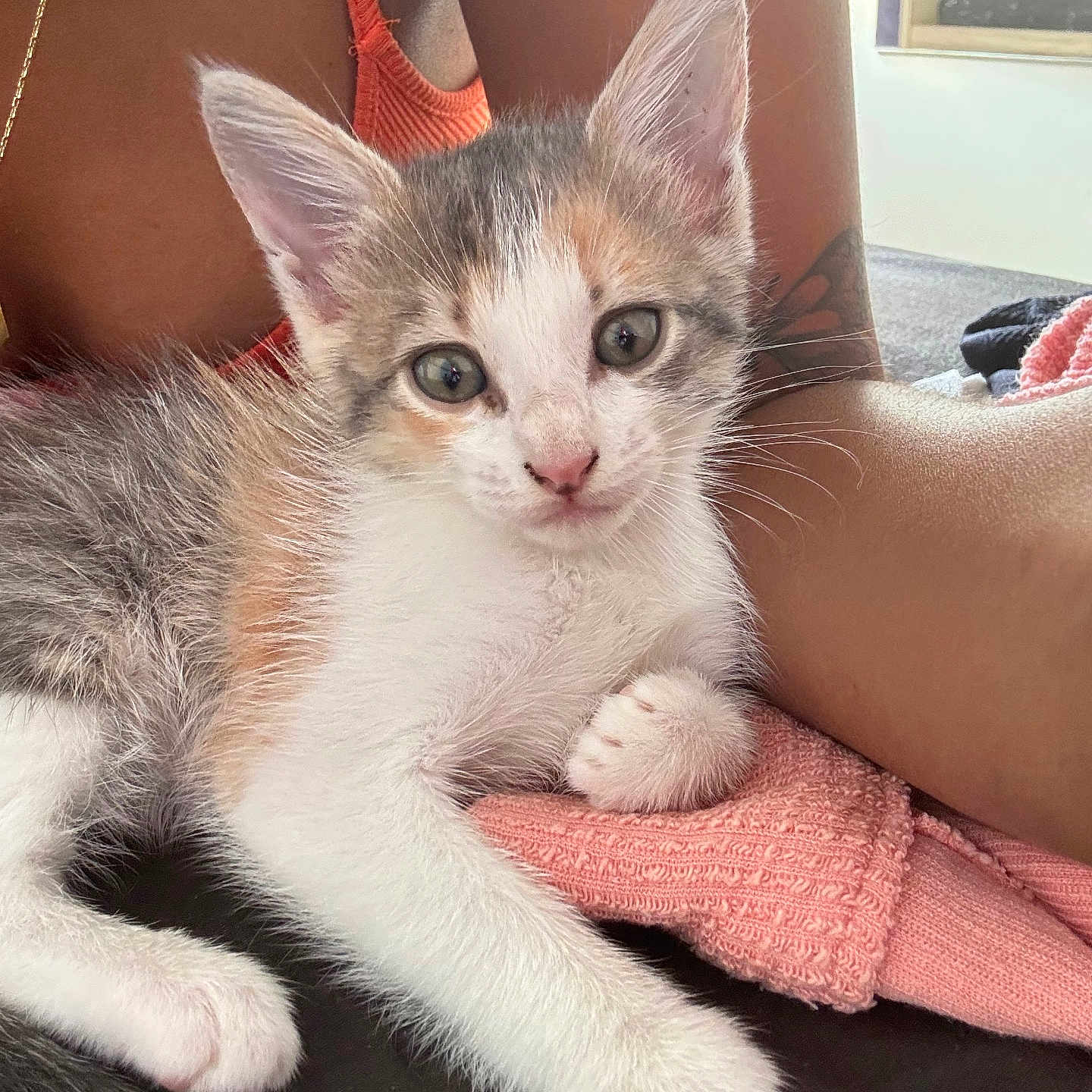 Kynala a rejoint le concours — aidez-le/la à gagner de superbes lots ! animal, cat, closeup, curious, cute, domestic_animal, feline, fur, human_arm, human_torso, indoor, kitten, paw, pet, pink_fabric, relaxing, resting, soft_texture, whiskers, young