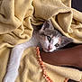 kitten, cat, blanket, yellow_blanket, orange_stitching, arm, furry, pet, indoor, wooden_floor, cozy, cute, animal, whiskers, face, paw, resting, soft_texture, comfort, curious