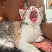 Kynala participe au concours pour gagner de l'argent avec cette photo : kitten, cat, yawning, pet, furry, whiskers, mouth_open, teeth, tongue, person, arm, coral_top, necklace, jewelry, pink_cloth, indoor, closeup, resting, cute, animal