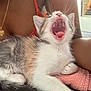 kitten, cat, yawning, pet, furry, whiskers, mouth_open, teeth, tongue, person, arm, coral_top, necklace, jewelry, pink_cloth, indoor, closeup, resting, cute, animal