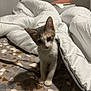 kitten, cat, bed, blanket, comforter, indoor, pet, animal, cute, curious, feline, young, fur, bedroom, sleeping_area, soft, cozy, patterned_bedspread, whiskers, small