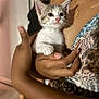 kitten, cat, animal, pet, person, hand, holding, indoor, portrait, cute, young, fur, whiskers, clothing, pattern, skin, nail, background, blur, friendly