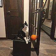 Jordyn is registered to the contest to win money with this photo: animal, basketball, black_and_white_cat, cat, cozy, curious, door, feline, floor, glass_door, head_tilt, home, indoor, orange, ottoman, pet, playful, sitting, tile_floor, wooden_door