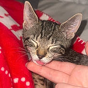 Mika is registered to the contest to win money with this photo: bed, blanket, blanket_pattern, cat, closeup, cozy, cute, ears, finger, fur, hand, indoor, kitten, pet, pillow, red_blanket, sleeping, tabby, tongue_out, whiskers