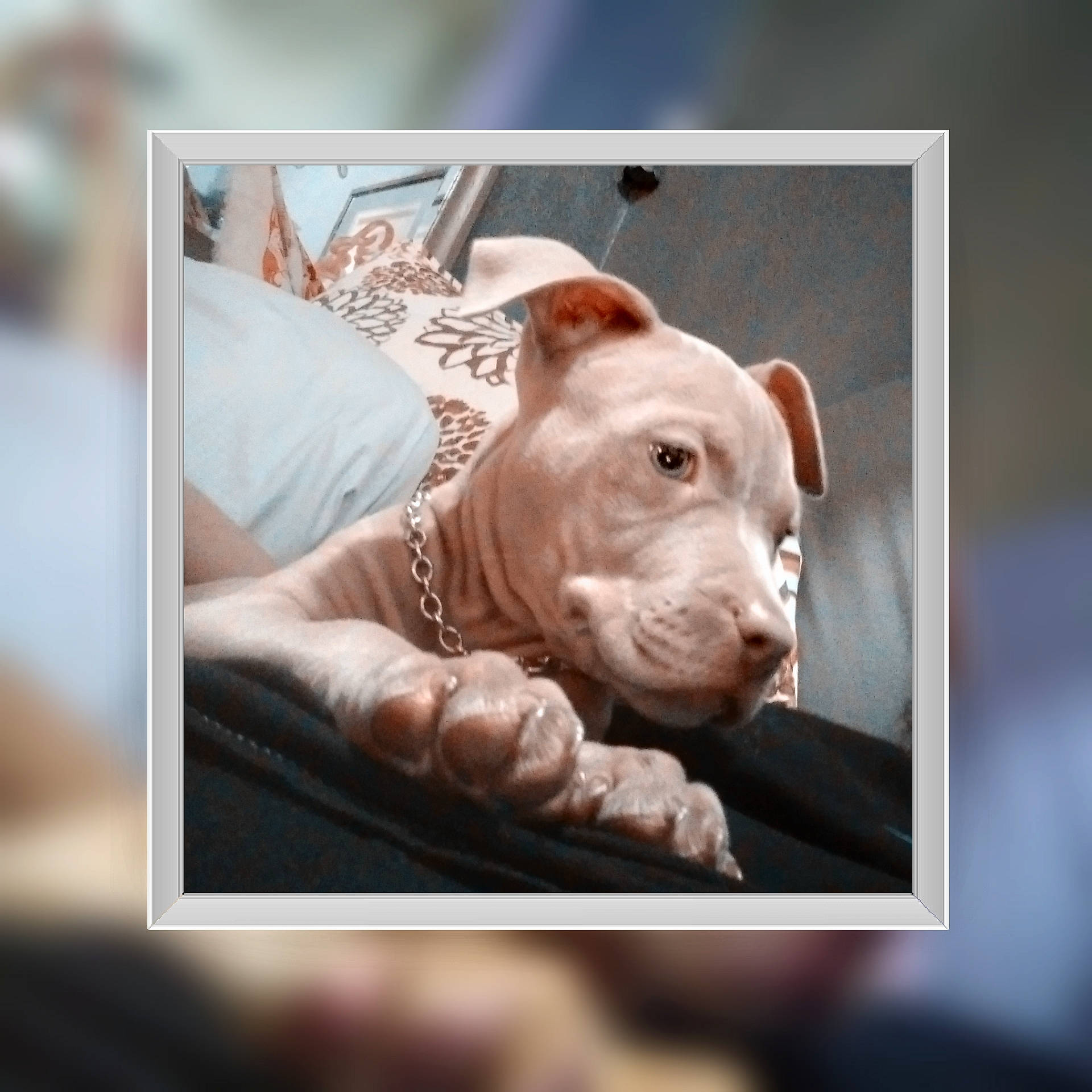 Tank is registered to the contest to win money with this photo: canidae, carnivore, comfort, companion_dog, dessert, dog, dog_breed, fawn, font, liver, metal, product, rectangle, snout, sporting_group, suidae, tableware, terrestrial_animal, toy_dog, working_animal