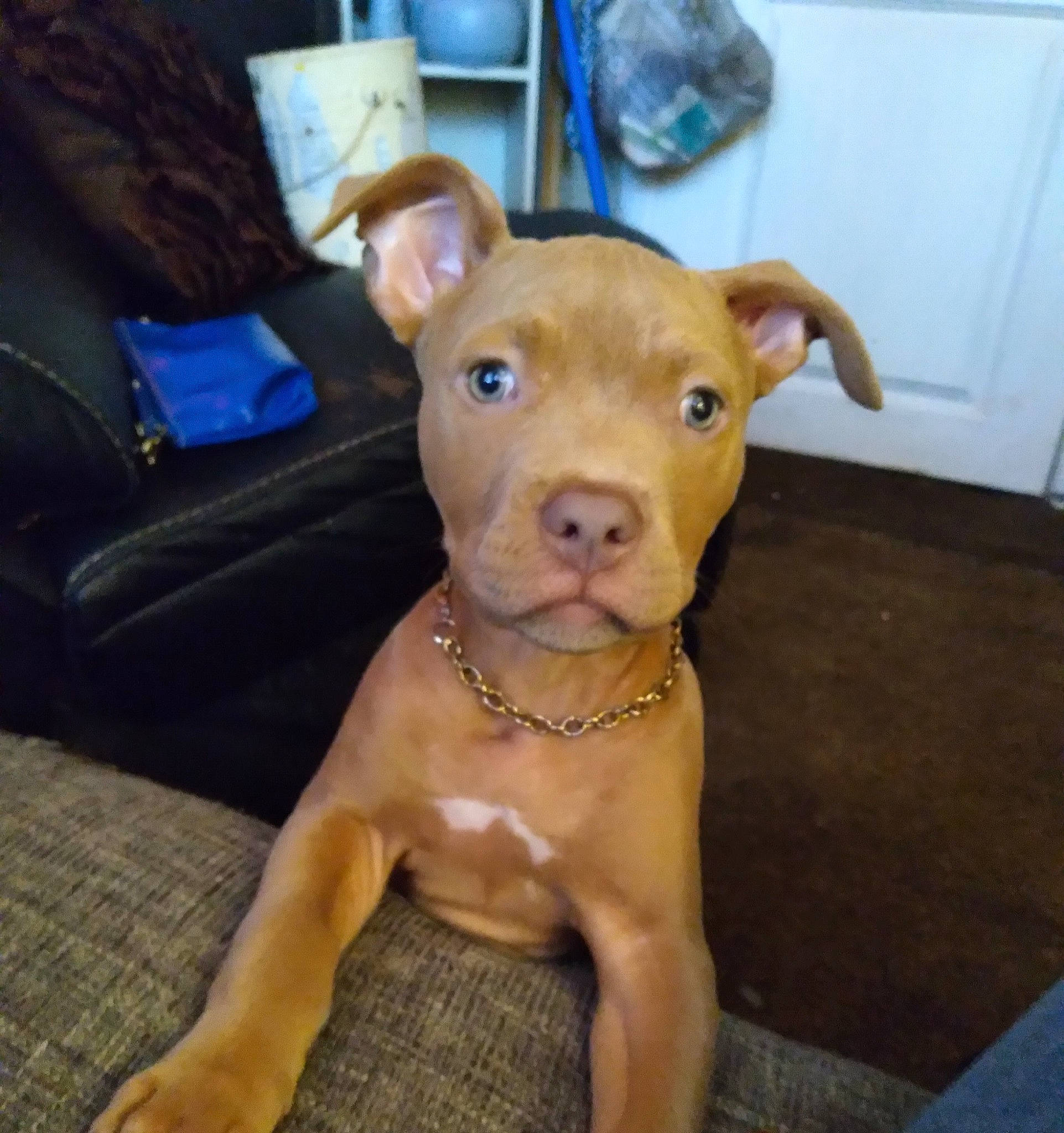 Tank is registered to the contest to win money with this photo: canidae, carnivore, collar, companion_dog, dog, dog_breed, dog_collar, ear, fawn, fur, hat, liver, non_sporting_group, puppy, snout, sporting_group, terrestrial_animal, whiskers, wood, working_animal