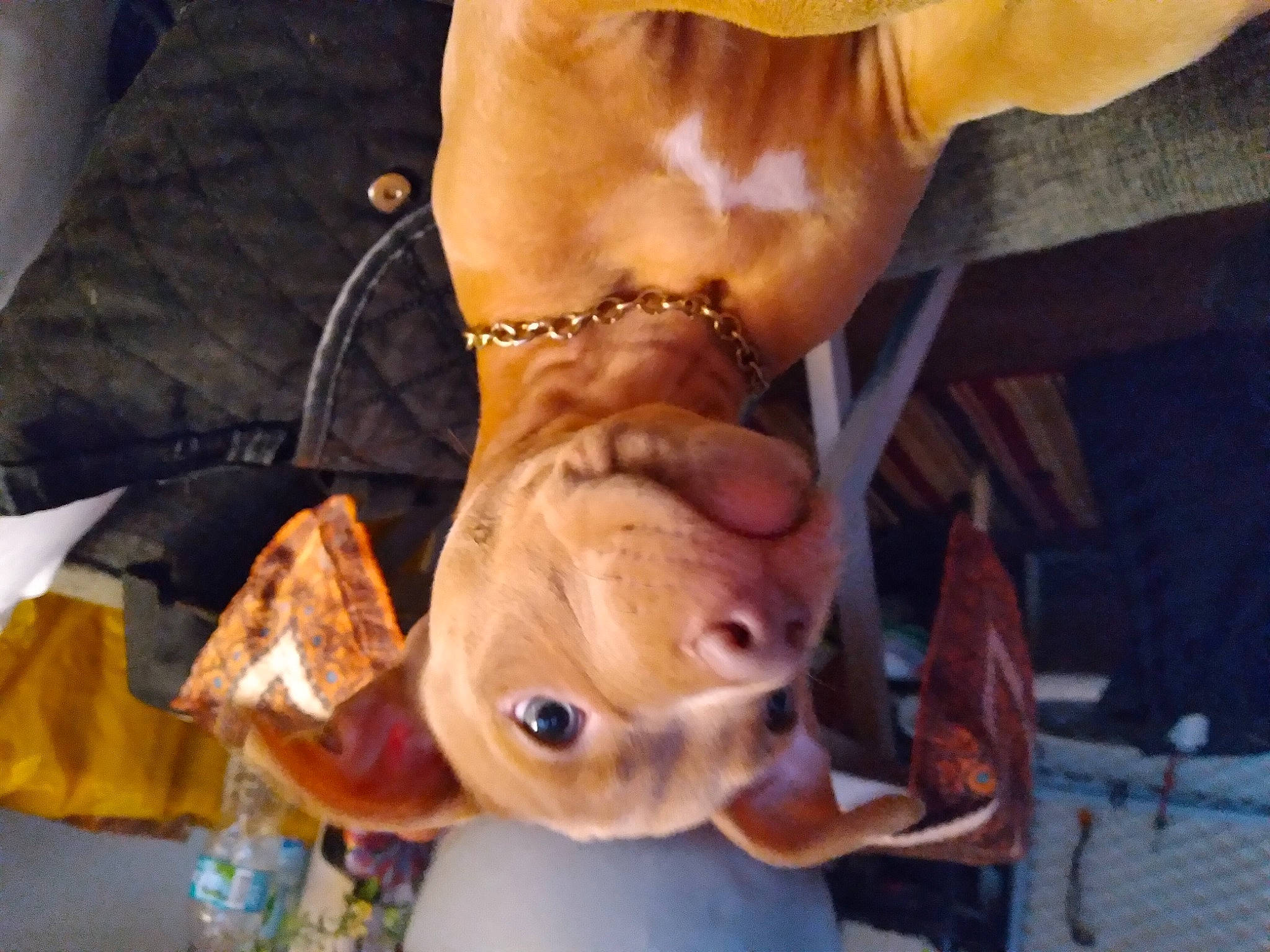 Tank is registered to the contest to win money with this photo: carnivore, companion_dog, dog, dog_breed, eyewear, fashion_accessory, fawn, foot, fun, fur, gesture, human_leg, jewellery, nail, selfie, sunglasses, thumb, toy, wood, wrist