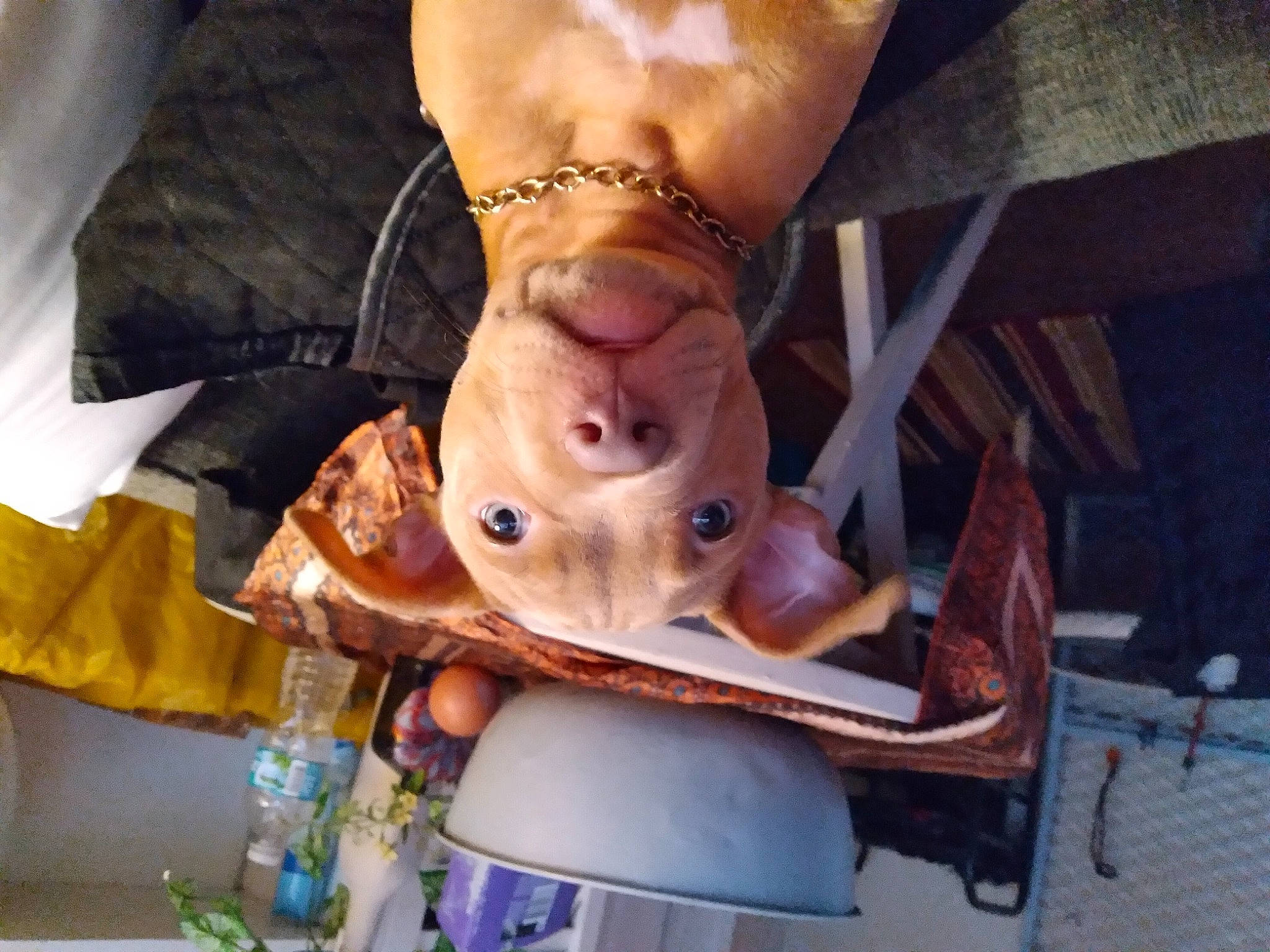 Tank is registered to the contest to win money with this photo: abdomen, barefoot, chest, dress, eyewear, finger, foot, human_leg, jewellery, knee, nail, personal_protective_equipment, recreation, sunglasses, temporary_tattoo, thigh, trunk, wood, wrinkle, wrist