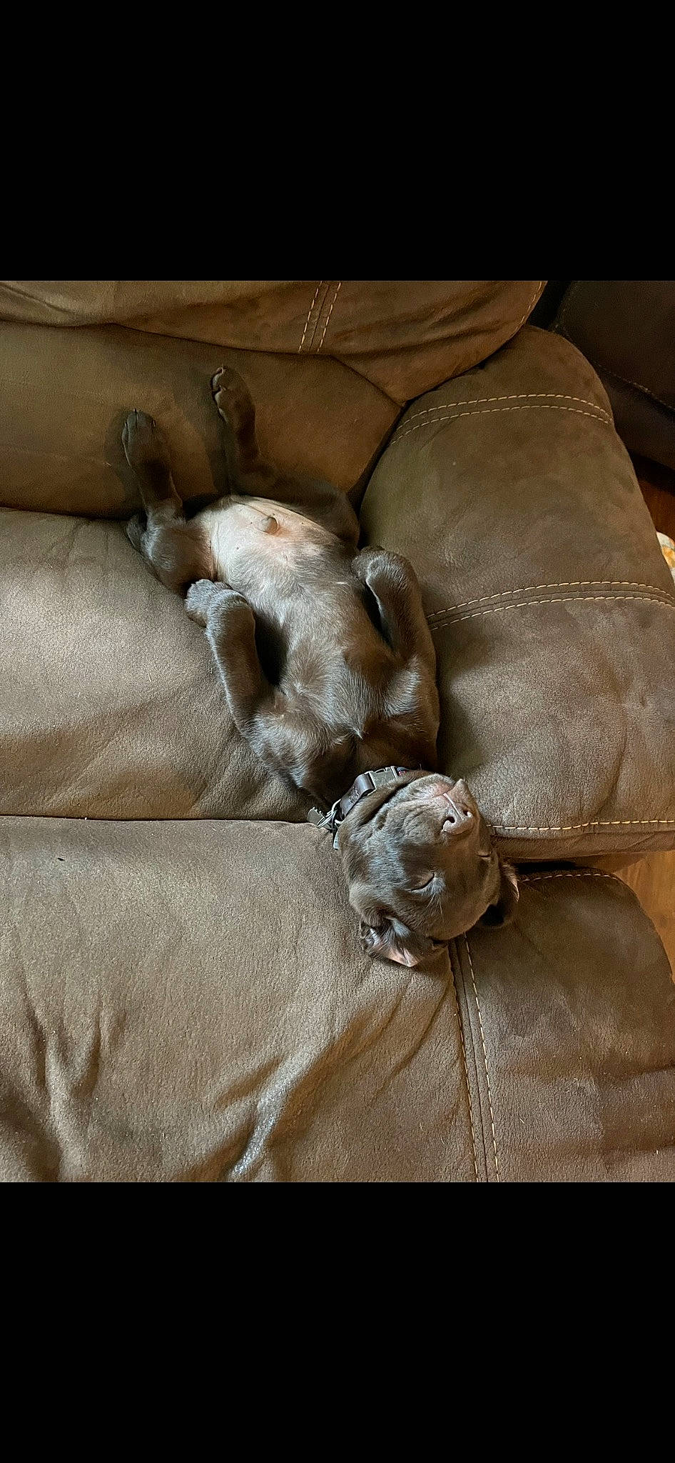 Archer is registered to the contest to win money with this photo: bag, beige, brown, carnivore, collar, comfort, companion_dog, couch, dog, dog_breed, fashion_accessory, fawn, fur, khaki, linens, liver, luggage_and_bags, sporting_group, textile, working_animal