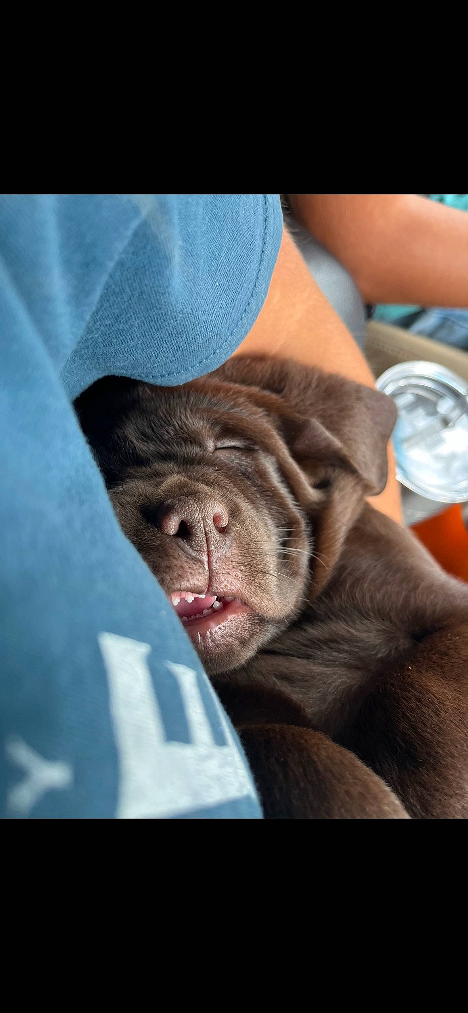 Archer joined the competition — help win amazing prizes! bottled_water, carnivore, comfort, common_chimpanzee, companion_dog, distilled_water, dog_breed, drinking_water, fur, gesture, liver, mineral_water, primate, snout, sporting_group, terrestrial_animal, water_bottle, whiskers, wildlife, wrinkle