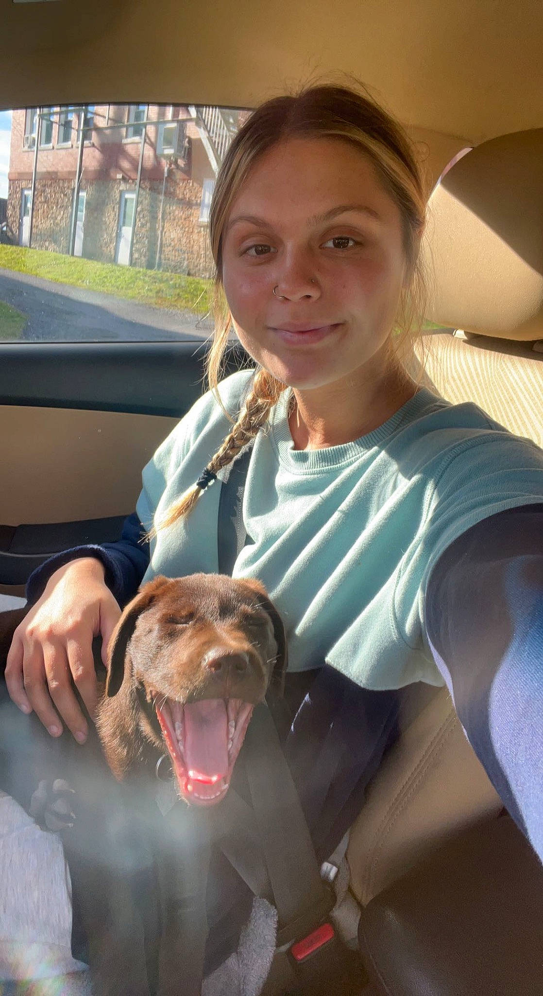 Archer is registered to the contest to win money with this photo: canidae, carnivore, chair, companion_dog, dog, dog_breed, dog_collar, eyewear, fawn, fur, liver, plant, selfie, sitting, smile, snout, sporting_group, vacation, window, wrinkle