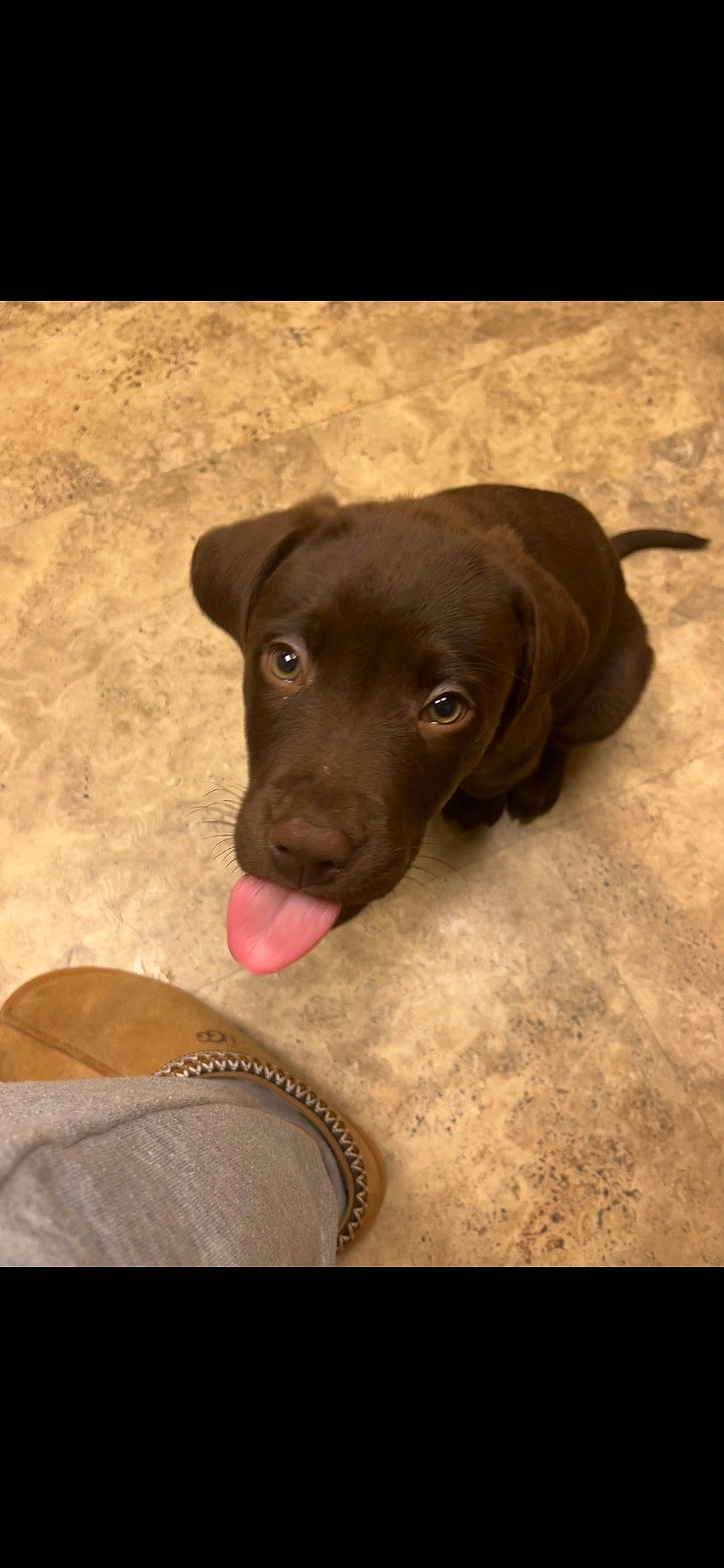 Archer joined the competition — help win amazing prizes! borador, canidae, carnivore, comfort, companion_dog, dog, dog_breed, fawn, flooring, foot, fur, liver, pointing_breed, retriever, snout, sporting_group, tints_and_shades, whiskers, wood, working_animal